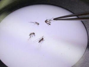 en-colombie,-une-usine-a-moustique-pour-lutter-contre-la-dengue-et-la-desinformation