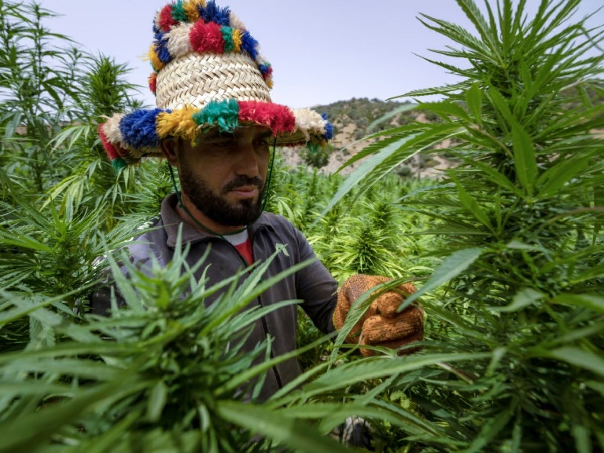 au-maroc,-des-cultivateurs-de-cannabis-sortent-de-la-clandestinite