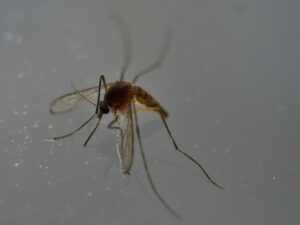 premier-cas-autochtone-de-chikungunya-de-l’annee-en-france,-en-ile-de-france