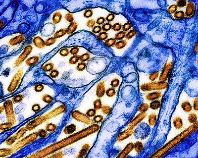 characteristics-of-h5n1-influenza-viruses-in-dairy-cows-may-facilitate-infection-and-transmission-in-mammals