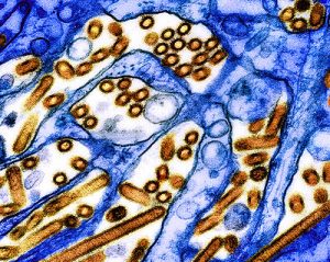 les-caracteristiques-des-virus-grippaux-h5n1-chez-les-vaches-laitieres-peuvent-faciliter-l’infection-et-la-transmission-chez-les-mammiferes