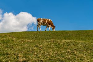 la-premiere-taxe-carbone-pour-les-exploitations-agricoles-est-instauree-en-europe.