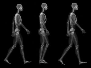 discovery-of-a-hormone-capable-of-solidifying-bones