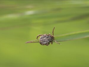 discovery-of-new-bacteria-transmitted-by-ticks