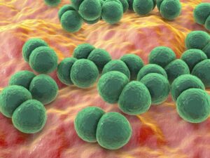 antibiotics-:-discovery-of-a-formidable-defense-mechanism-in-bacteria