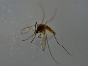 premier-cas-autochtone-de-chikungunya-de-l’annee-detecte-en-france