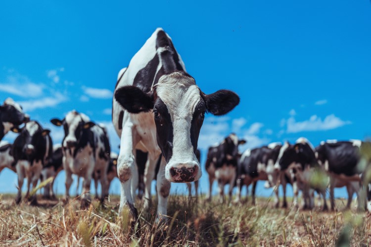 the-effects-of-heat-stress-on-cows-are-expected-to-increase