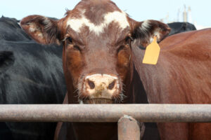 cargill-soutient-la-recherche-sur-l’optimisation-des-strategies-d’alimentation-existantes-pour-les-vaches-afin-de-reduire-le-methane