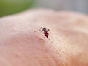 dengue-:-plus-de-3.000-cas-en-metropole-depuis-le-debut-de-l’annee