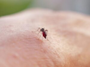 plus-de-3.000-cas-de-dengue-en-metropole-depuis-le-debut-de-l’annee