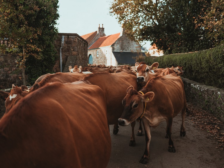 du-boeuf-cultive-a-la-ferme-?-les-agriculteurs-au-coeur-des-nouvelles-technologies