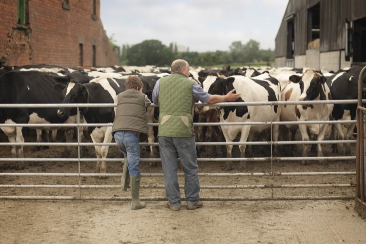 UK dairy farmers continue to decline as UK milk supply continues to grow