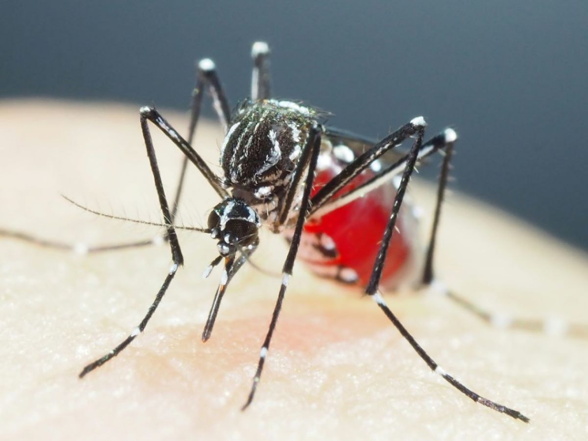 how-a-mosquito-detects-you-and-land-on-your-skin-with-precision