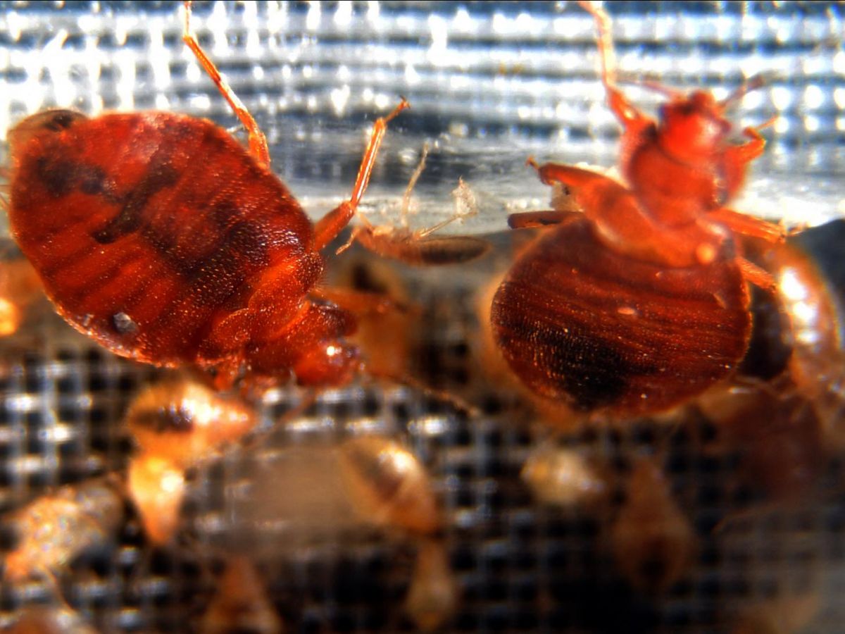 bedbugs:-sommieres-earth-is-really-effective