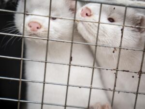 China: 125 viruses found in fur farms, some 'high risk'