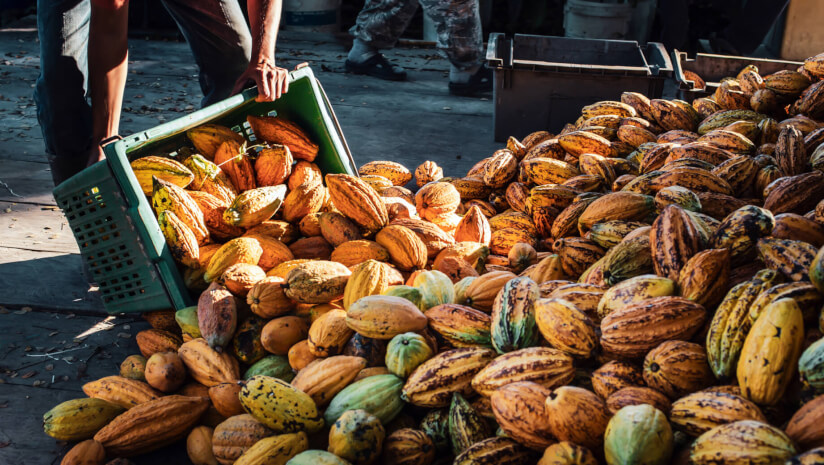 est-il-possible-de-tracer-le-cacao-avant-la-mise-en-oeuvre-de-l’eudr-?