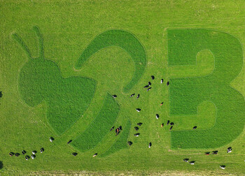 Organic Valley crée les publicités les plus écologiques broutées par les vaches