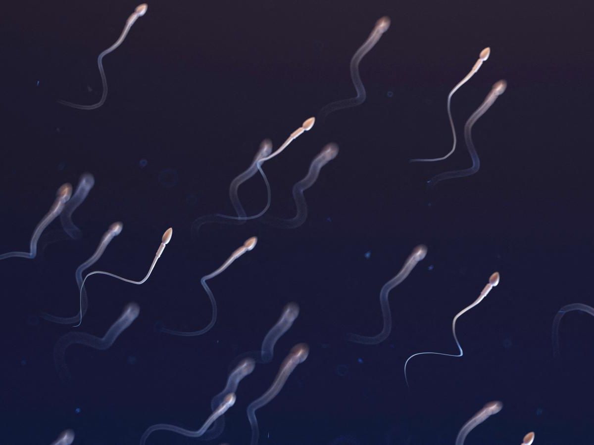 sperm quality improved after periods of stress