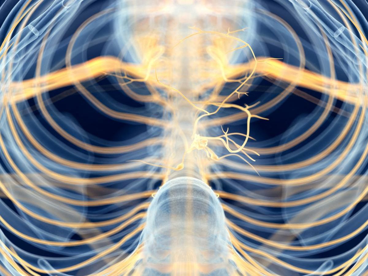 avc-:-electrically-stimulating-the-vagus-nerve-for-better-recovery-would-be-effective