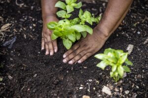 pourquoi-la-biodiversite-est-essentielle-a-la-securite-alimentaire