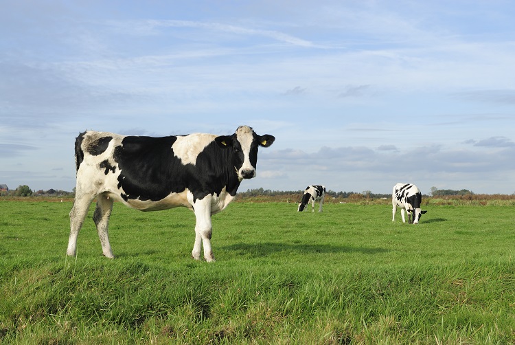 les-consommateurs-veulent-ils-payer-plus-pour-le-bien-etre-animal-?