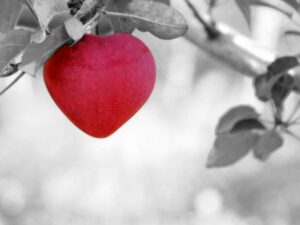 Heart shape may influence risk of cardiovascular disease