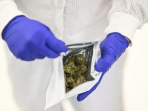 Portugal, the European flagship of medical cannabis