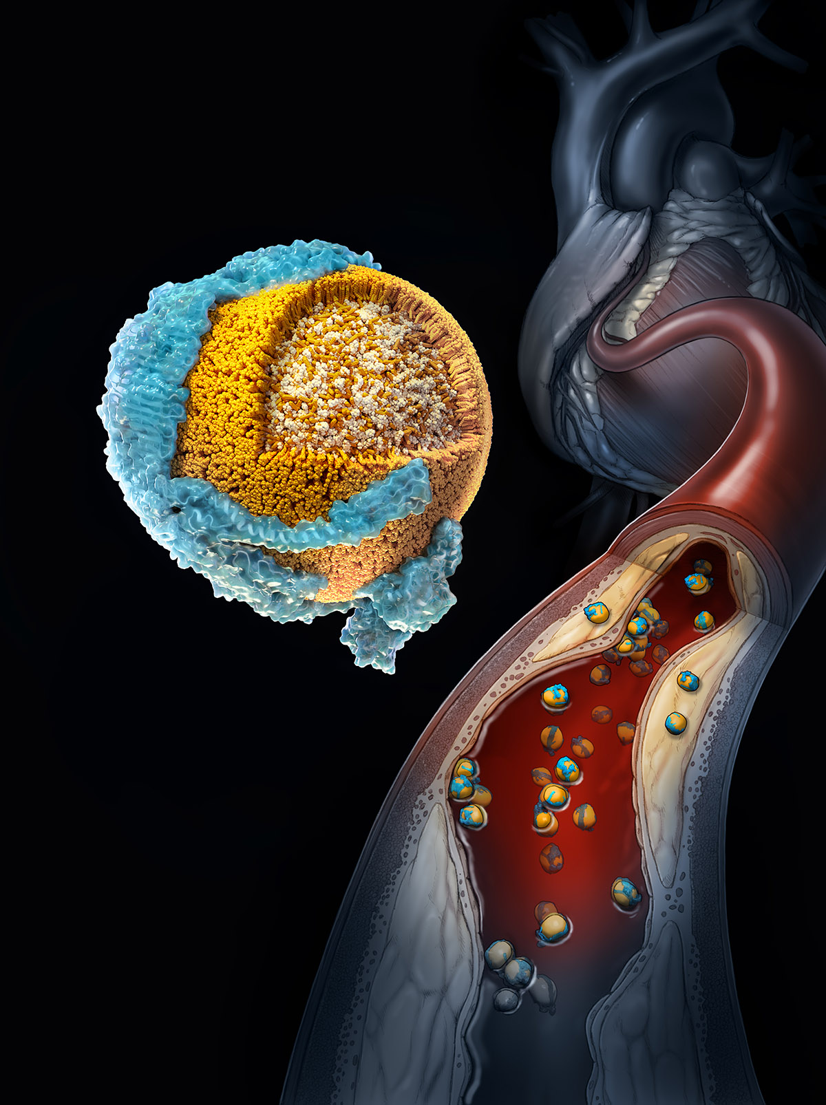 nih-research-reveals-new-insights-about-how-'bad'-cholesterol-works-in-the-body