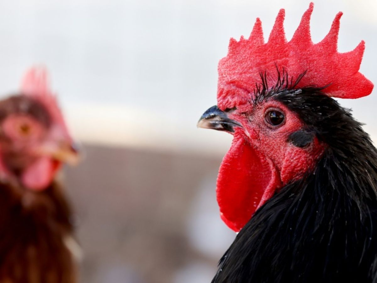 first-serious-case-of-bird-flu-in-humans-in-the-united-states