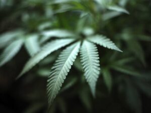 consuming-cannabis-while-pregnant-predisposes-the-baby's-brain-to-opiate-addiction