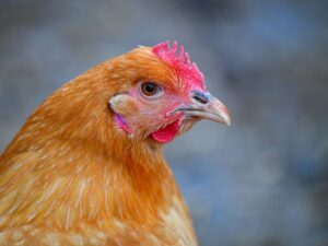 Bird flu virus may have mutated in US patient