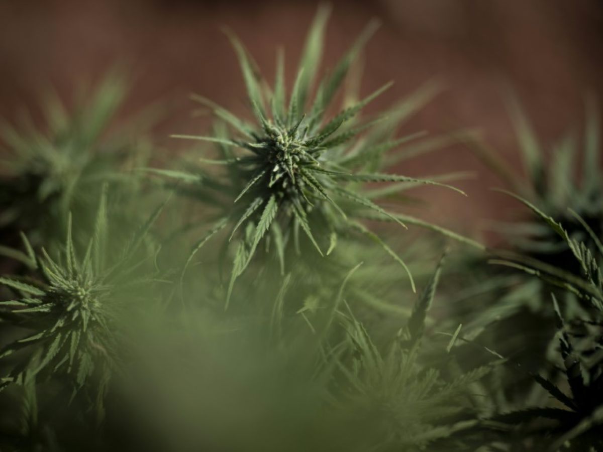 le-flou-regne-sur-l’avenir-du-cannabis-medical-en-france