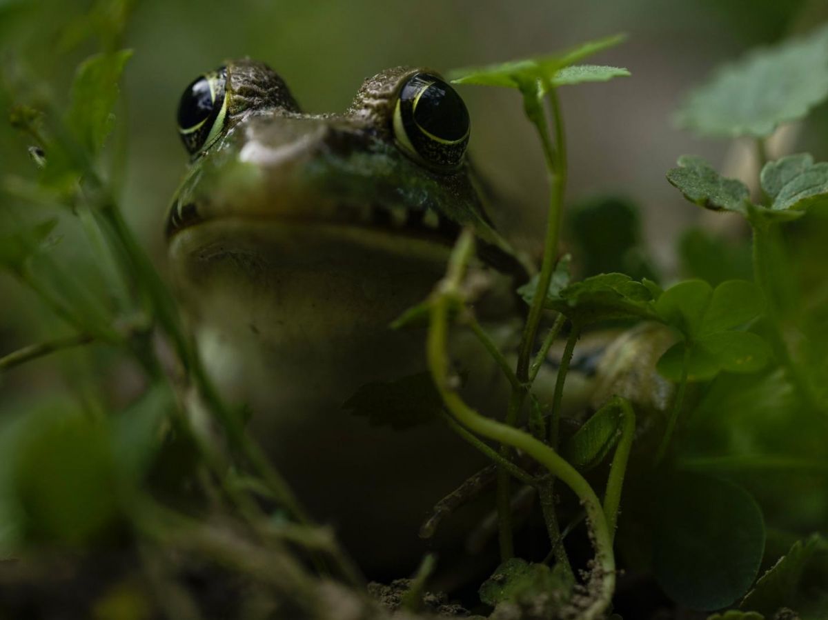 allergies-alimentaires-:-la-grenouille-pourrait-nous-aider