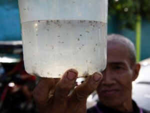 une-prime-par-moustique:-a-manille,-une-initiative-locale-pour-lutter-contre-l’epidemie-de-dengue