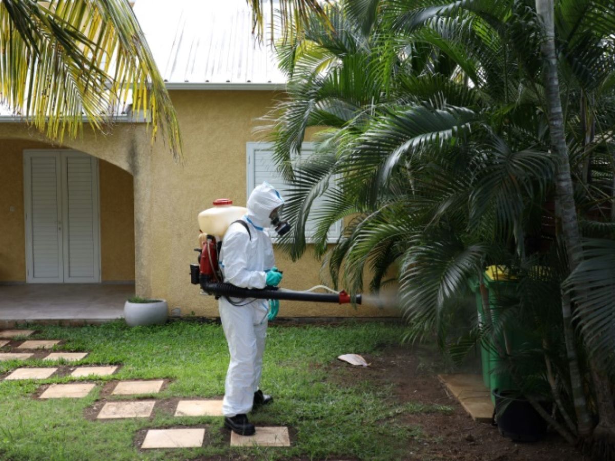 a-la-reunion,-l’epidemie-de-chikungunya-prend-de-l’ampleur