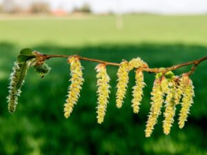 allergies-au-pollen-:-les-trois-quarts-du-pays-en-alerte-rouge