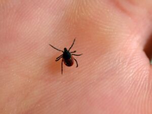 lyme-disease-controversy-resurfaces-with-controversial-has-opinion