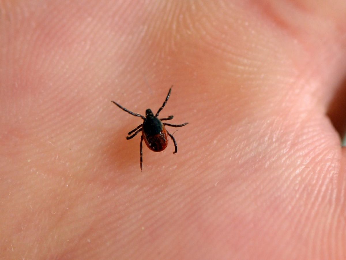 lyme-disease-controversy-resurfaces-with-controversial-has-opinion