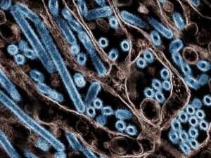 h5n1-:-france-anticipates-a-possible-bird-flu-pandemic