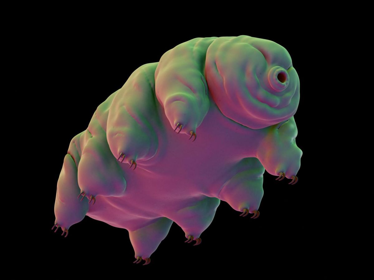 a-protein-from-tardigrades-to-better-tolerate-radiation