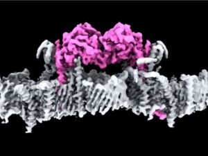 Early Parkinson's: The mysterious pink1 protein finally shows its profile