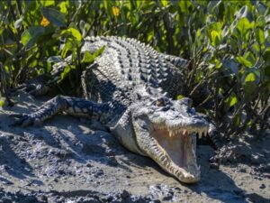 quels-animaux-les-humains-craignent-ils-le-plus-?
