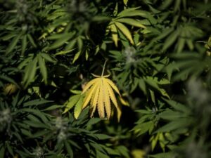 a key step taken towards the generalization of medical cannabis in France