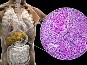 this-new-mechanism-rapidly-regenerates-the-liver