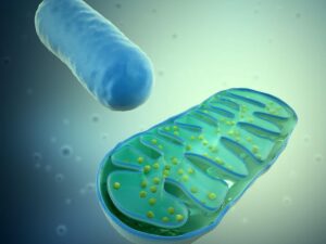 What if bioenergetic age predicted Alzheimer's disease?