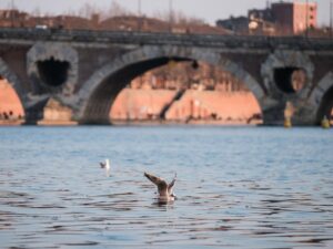 bird flu becomes endemic throughout the northern hemisphere