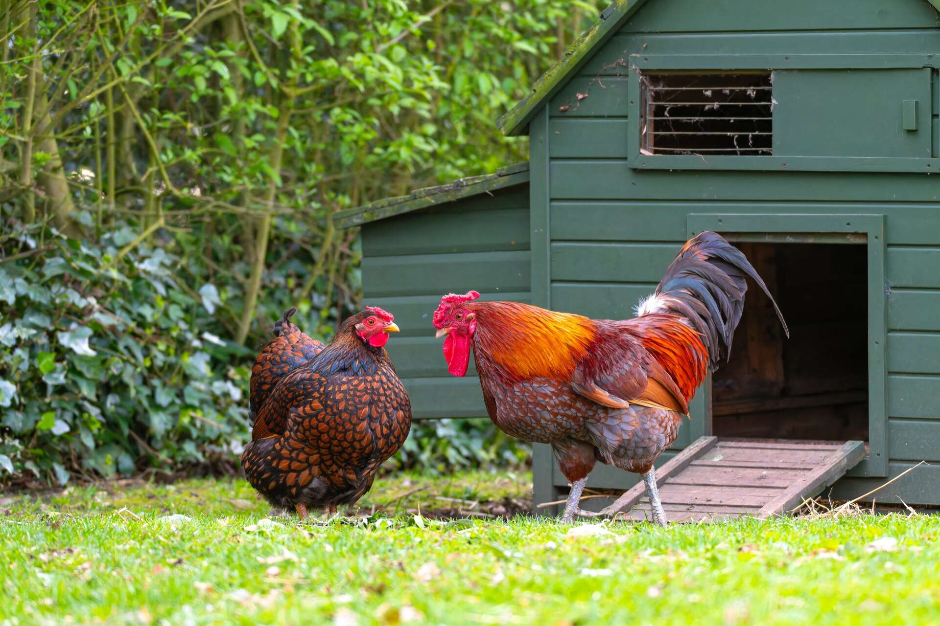 avoir-des-poules-chez-soi-:-un-risque-sanitaire-sous-estime,-selon-60-millions-de-consommateurs