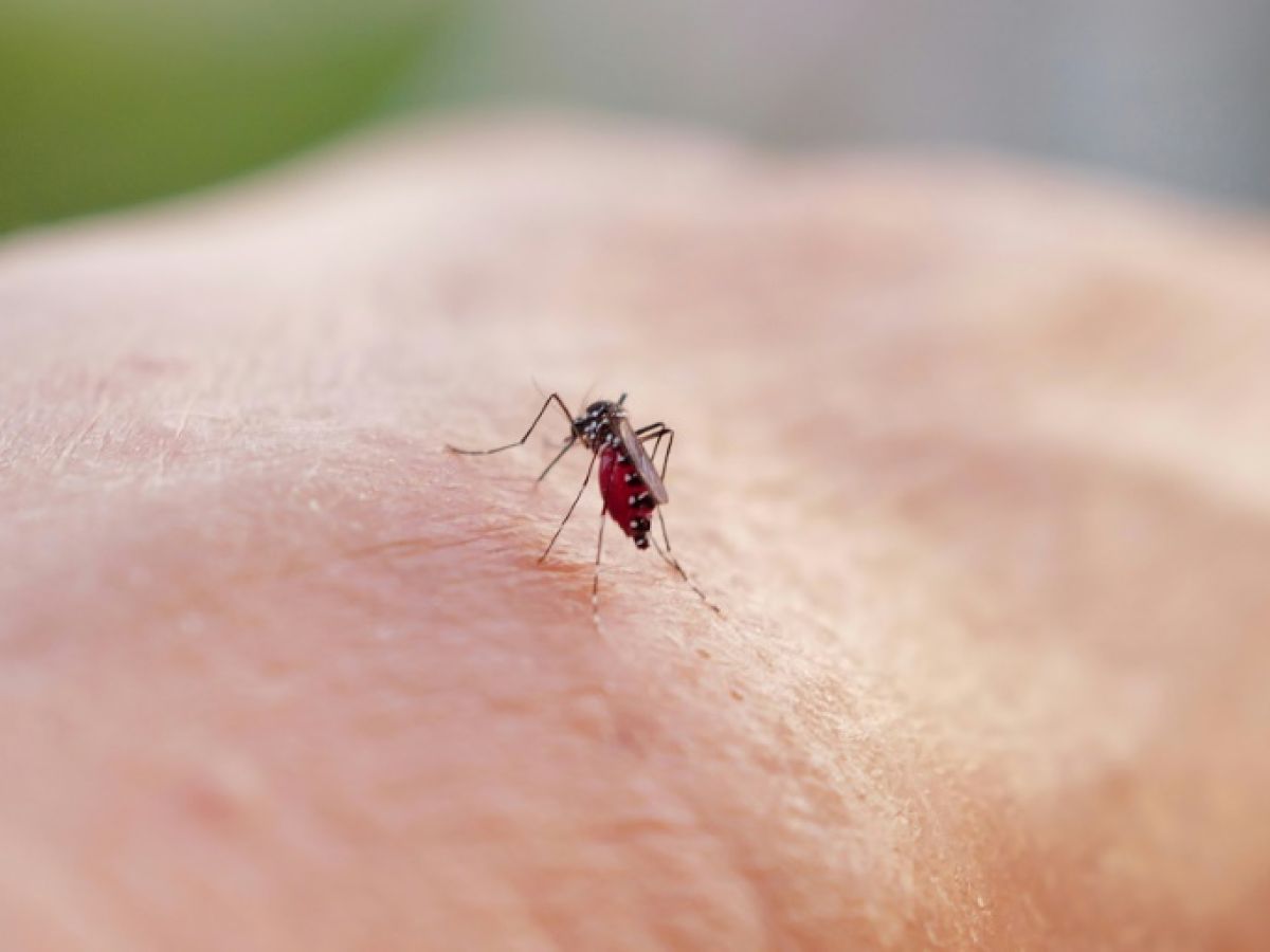 chikungunya-:-mayotte-est-passee-en-phase-d’epidemie