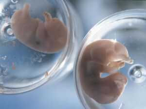 ovaires-ou-testicules-:-la-carence-(severe)-en-fer-affecte-le-developpement-sexuel-des-mammiferes