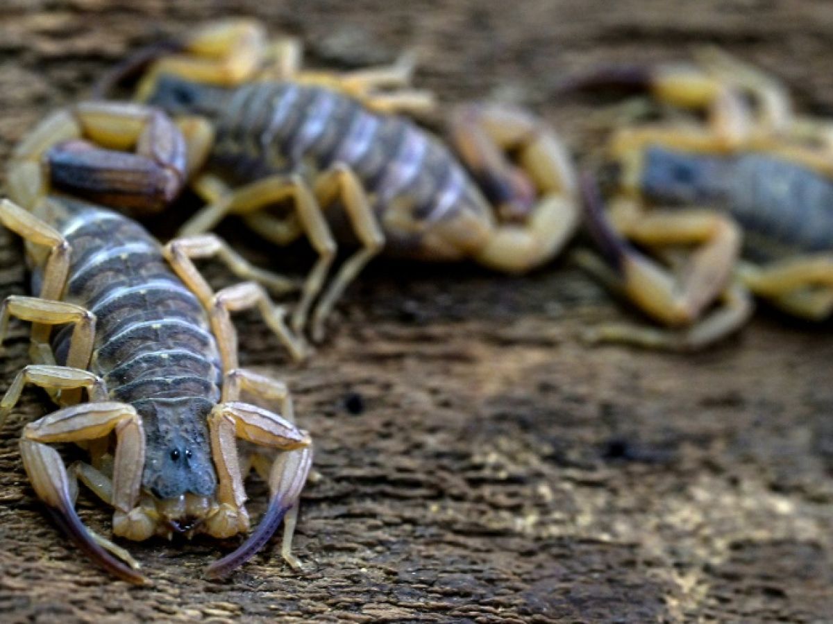 from the live-bug to the bedbug, these “critters” that irritate the emergency room